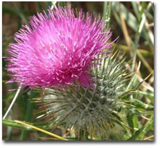 Thistle